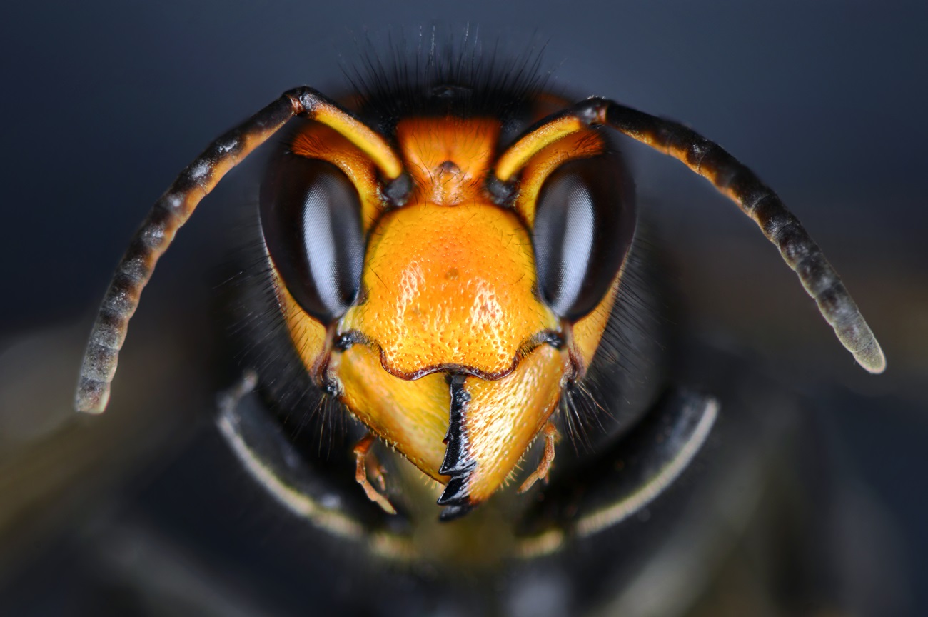 Vespa,Velutina,,Also,Known,As,The,Yellow-legged,Hornet,Or,Asian
