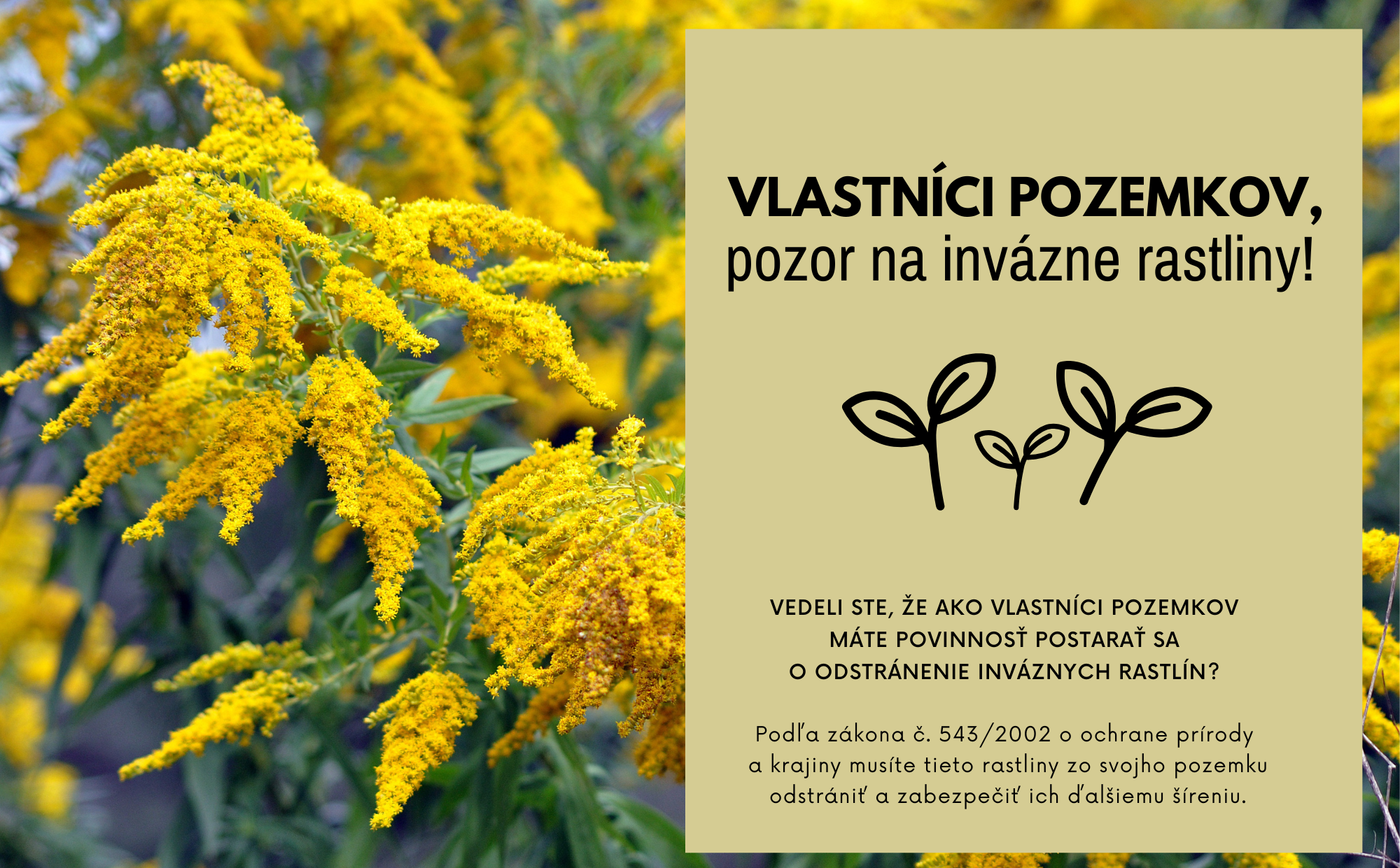 Invazívne rastliny
